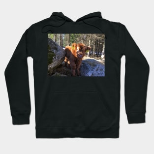 Scottish Highland Cattle Calf 1734 Hoodie